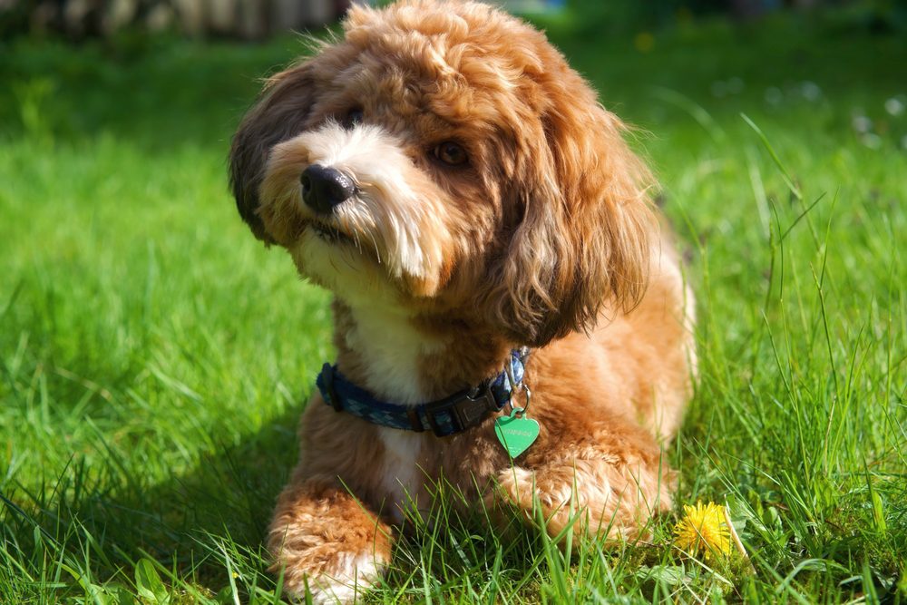 The Golden Havanese