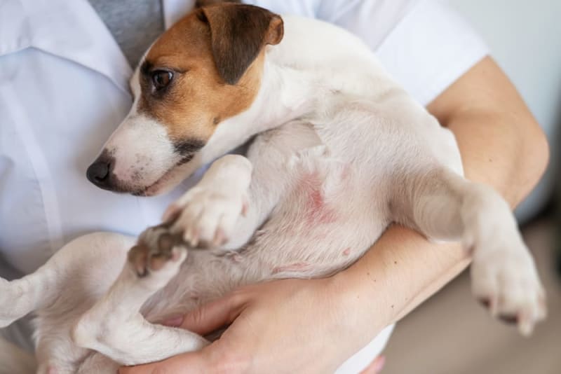 Understanding Dog Skin Problems
