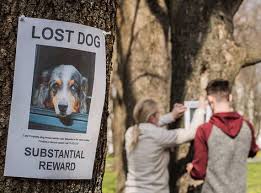 How to Prevent Lost Dog Syndrome