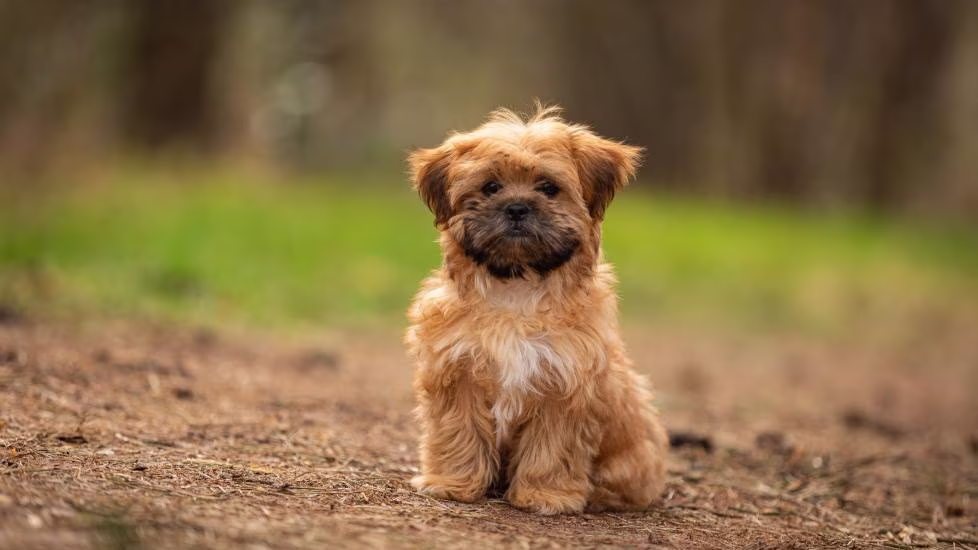 Shorkie Puppies