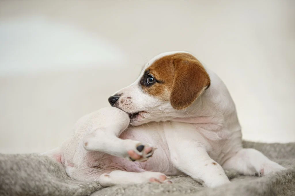 red patches on dogs skin
