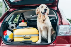 Preparing Your Dog for Travel
