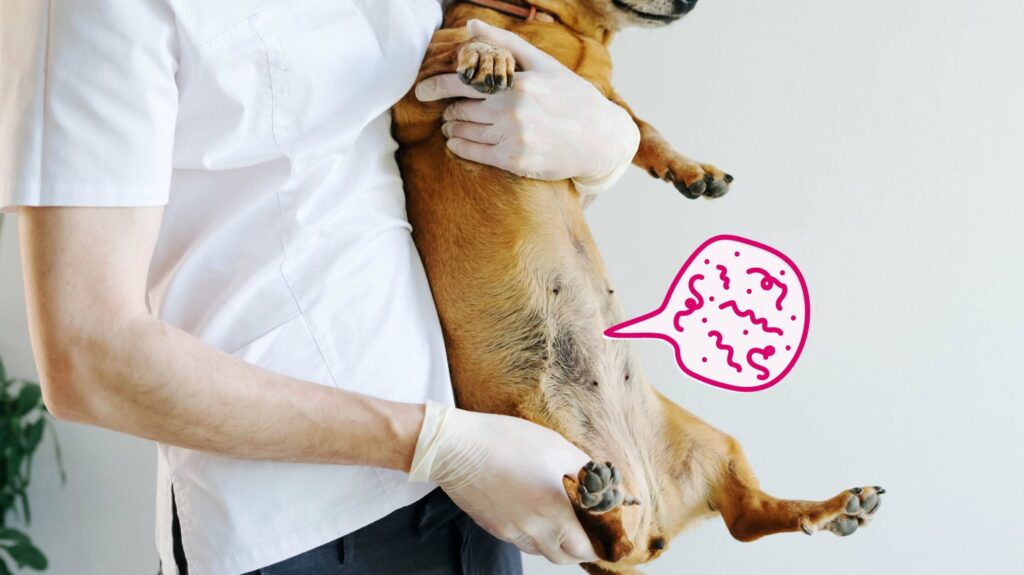 Nausea in Dogs