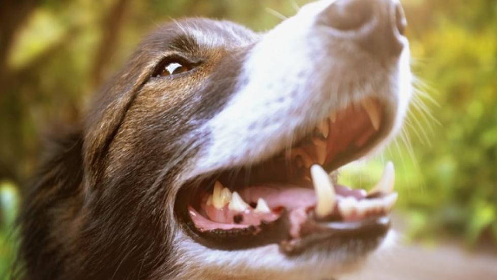 Gingival Hyperplasia in Dogs
