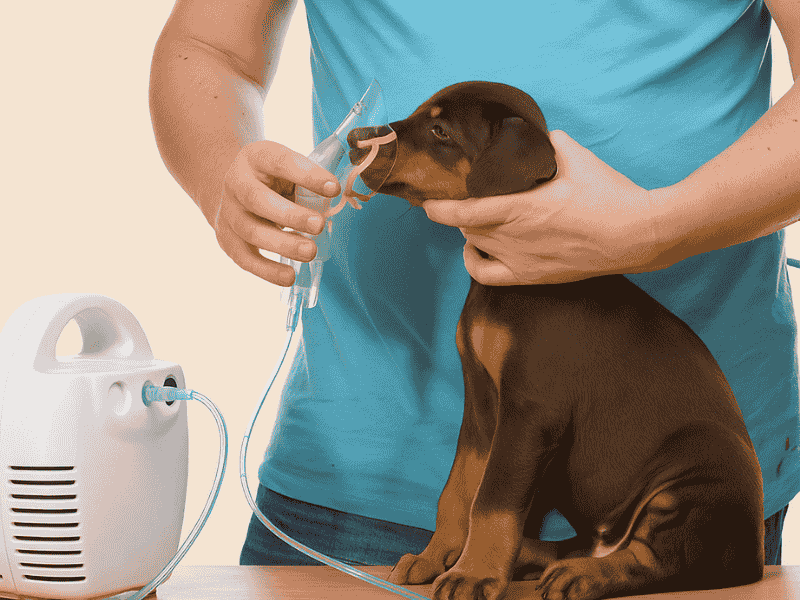 dog asthma medication treatment images