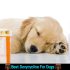 Doxycycline For Dogs